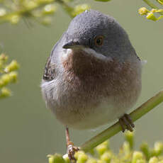 Subalpine Warbler