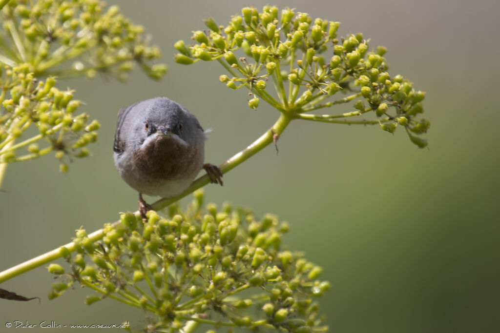 Subalpine Warbler male adult