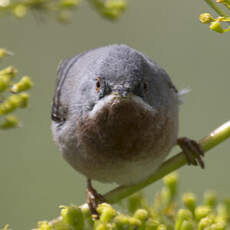 Fauvette passerinette