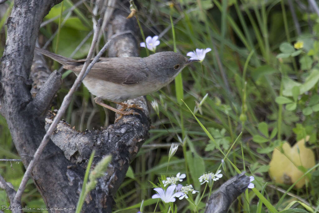Fauvette passerinette femelle adulte, identification