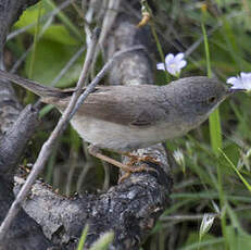 Western Subalpine Warbler