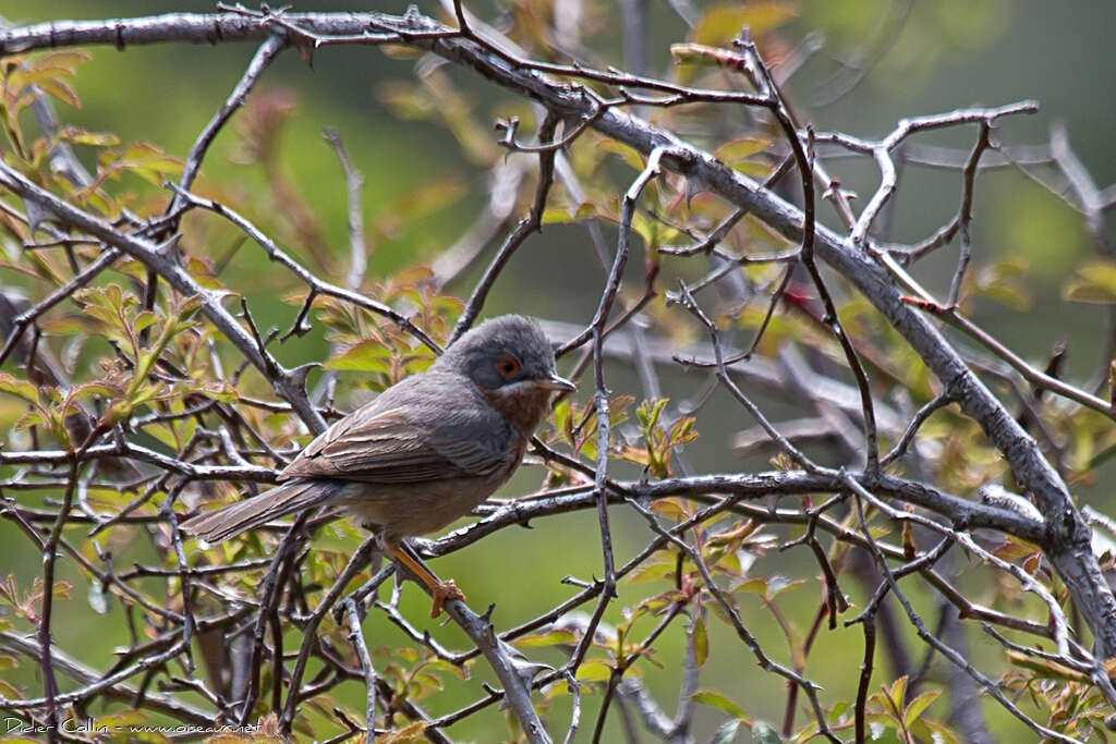 Subalpine Warbler male adult breeding, identification