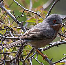 Subalpine Warbler