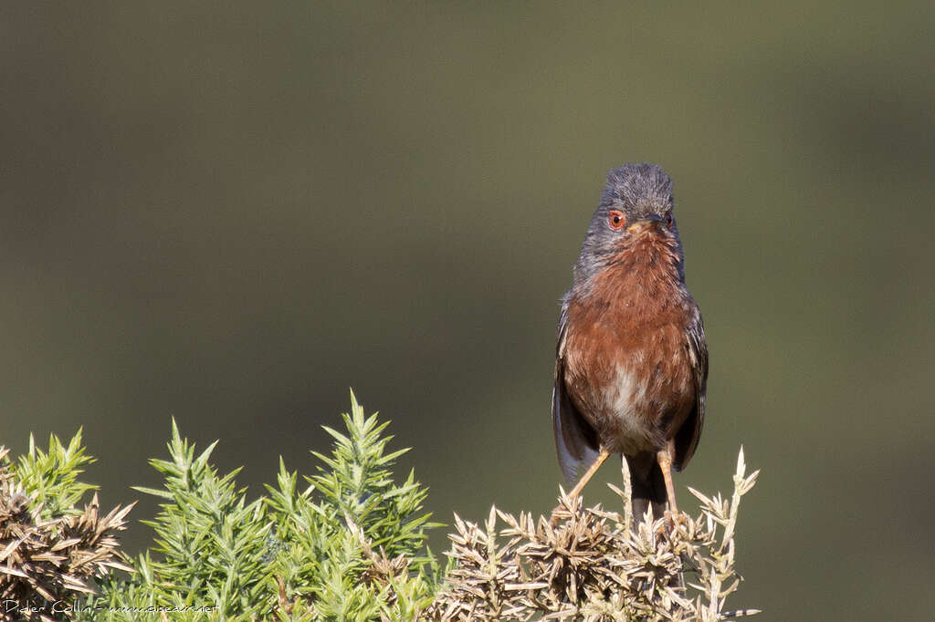 Dartford Warbler male adult breeding, habitat