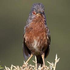 Dartford Warbler