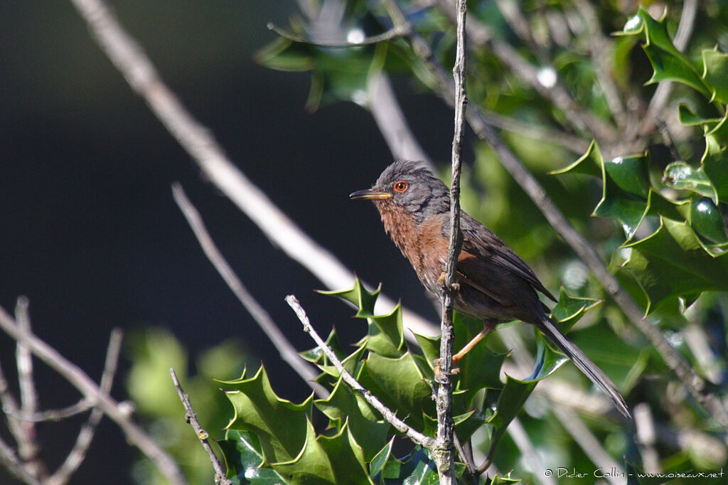 Dartford Warbler male adult breeding, identification