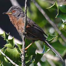 Dartford Warbler