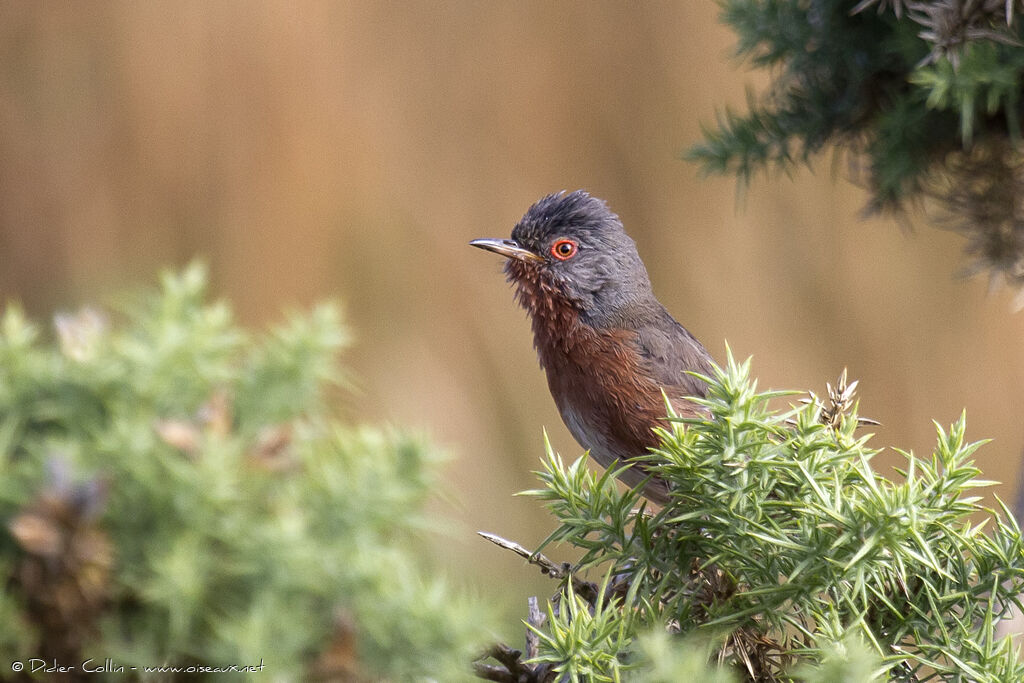 Dartford Warbler male adult, identification