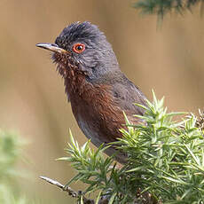 Dartford Warbler