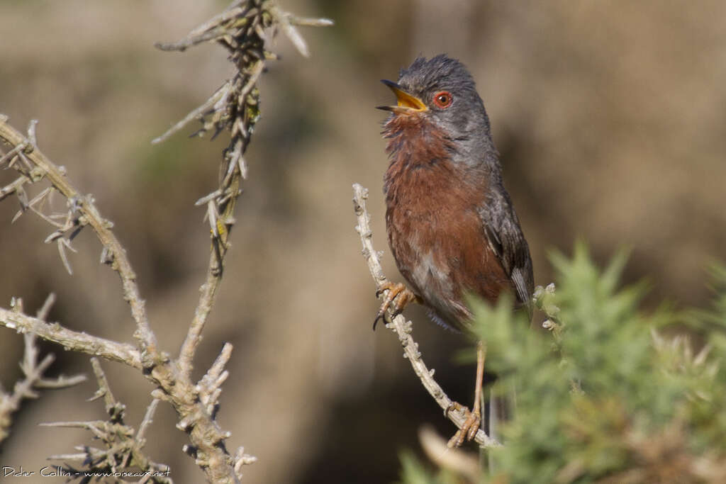 Dartford Warbler male adult breeding, song