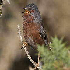 Dartford Warbler