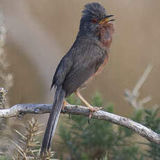 Dartford Warbler