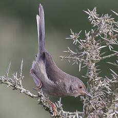 Dartford Warbler