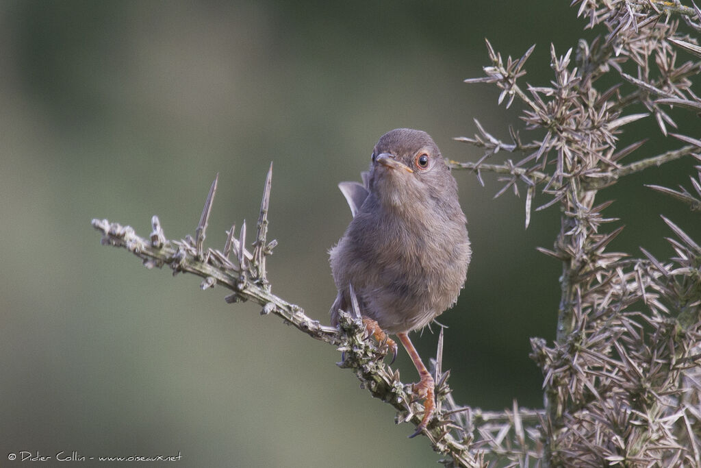 Dartford Warblerjuvenile, identification