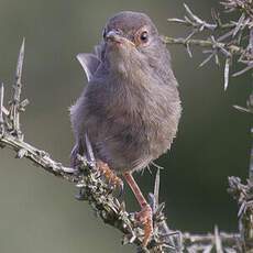 Fauvette pitchou