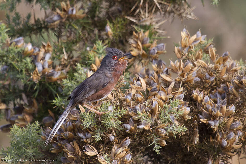 Dartford Warbler male adult breeding, song