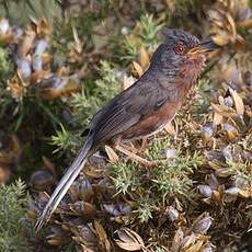 Dartford Warbler