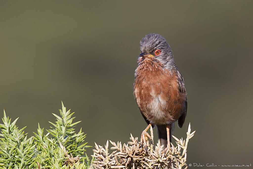 Dartford Warbler male adult breeding, identification