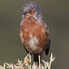 Dartford Warbler