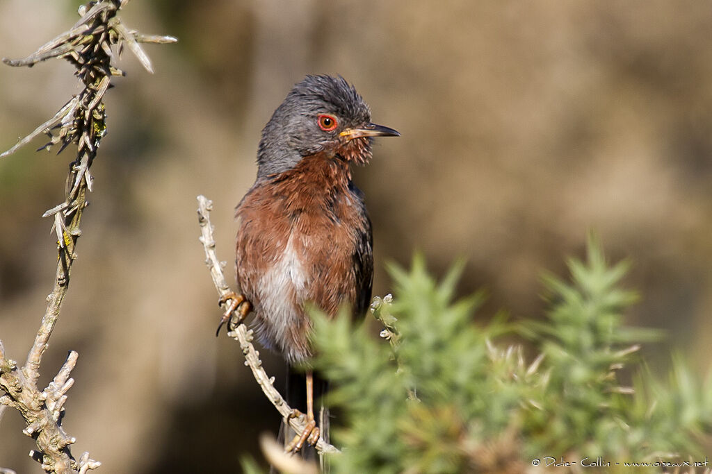 Fauvette pitchou mâle adulte, identification