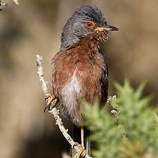 Dartford Warbler