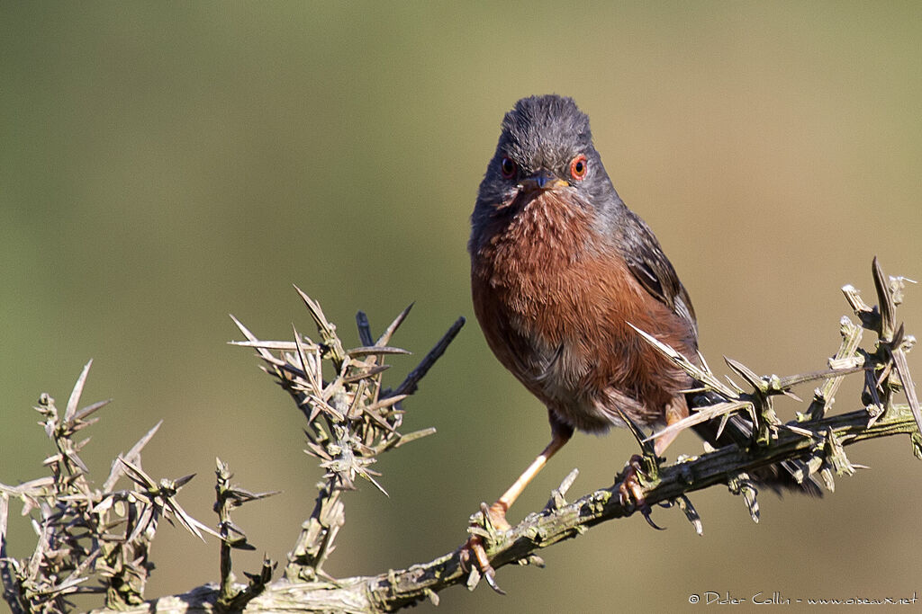 Dartford Warbler male adult, identification