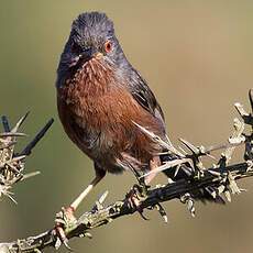 Dartford Warbler