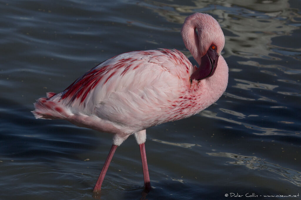 Flamant nainadulte, identification