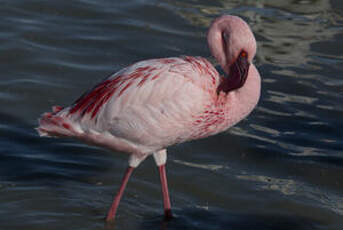 Lesser Flamingo