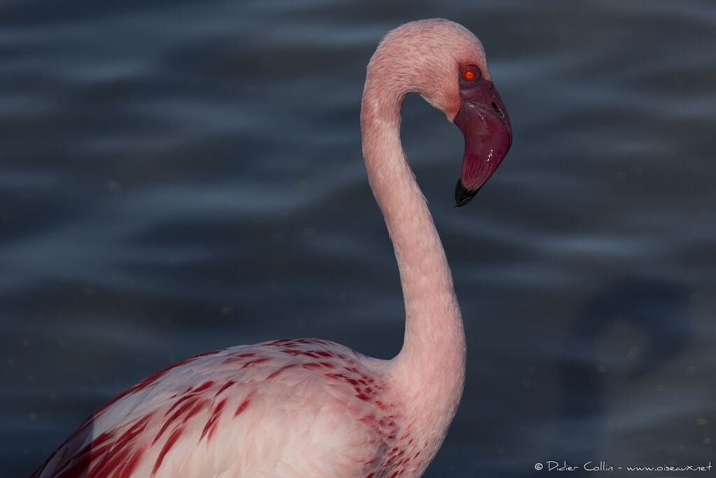 Lesser Flamingoadult, identification