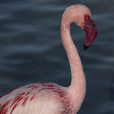 Lesser Flamingo