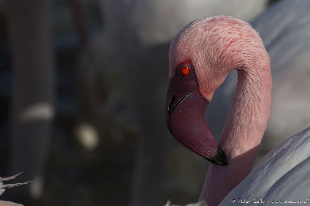 Lesser Flamingo, identification