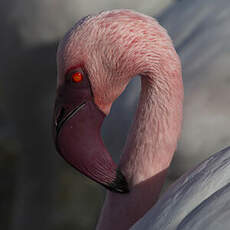 Lesser Flamingo