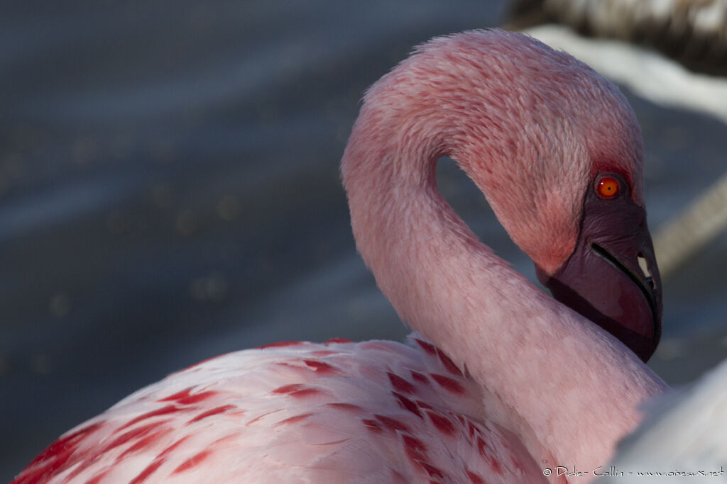 Lesser Flamingoadult, identification