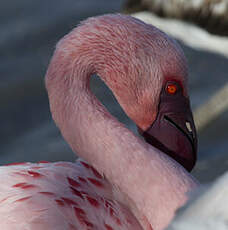 Lesser Flamingo