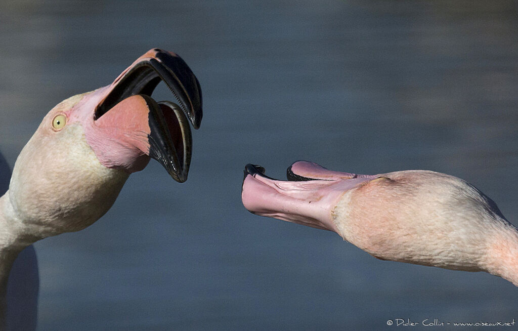 Flamant rose, portrait, parade, Comportement