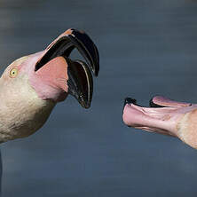 Flamant rose