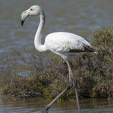 Greater Flamingo