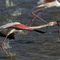 Flamant rose