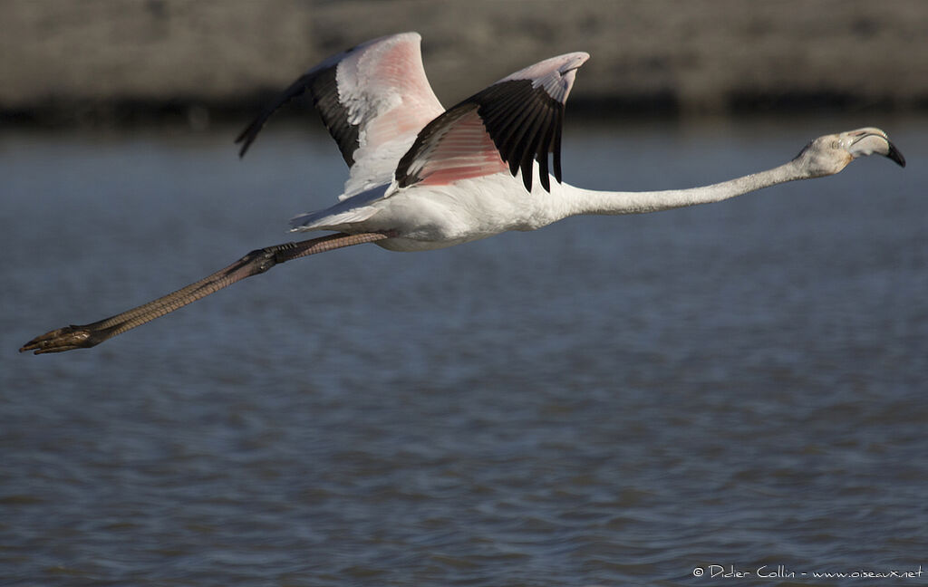 Flamant roseadulte, Vol, régime, Comportement