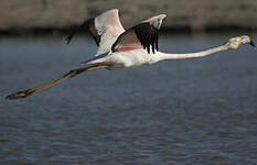 Flamant rose