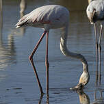 Flamant rose