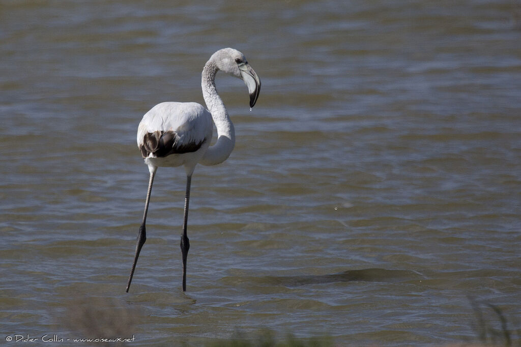 Greater Flamingoadult