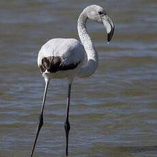 Flamant rose