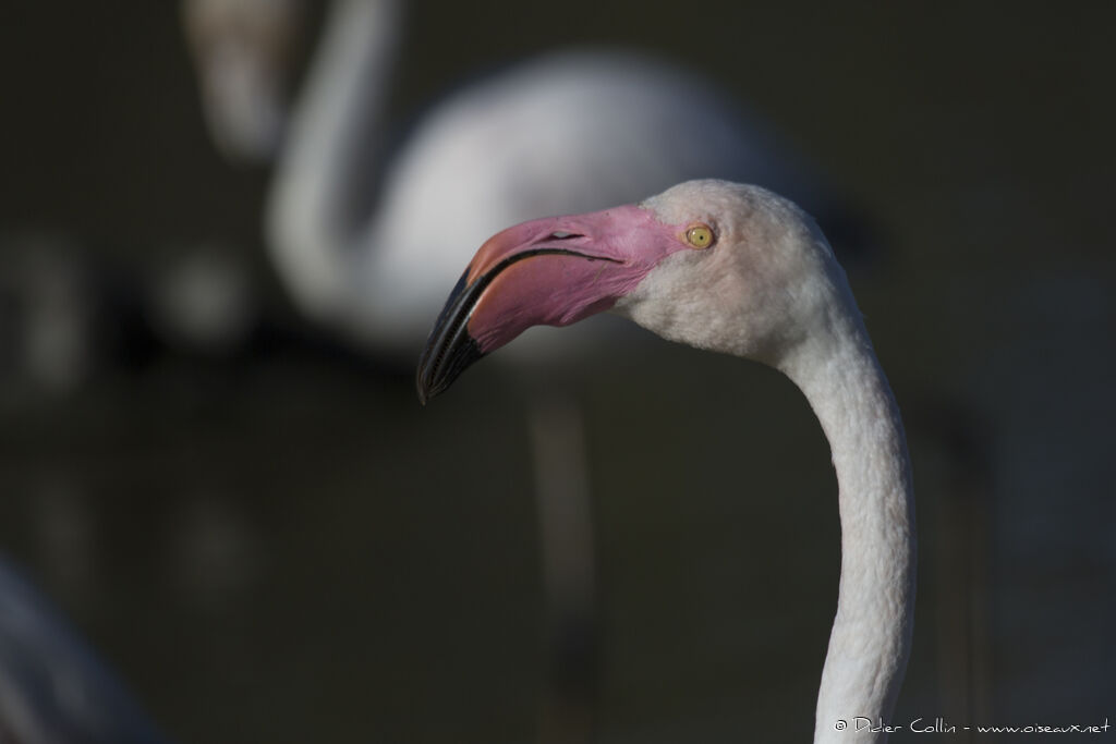 Flamant roseadulte, portrait