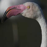 Flamant rose