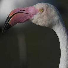 Greater Flamingo