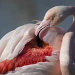 Flamant rose