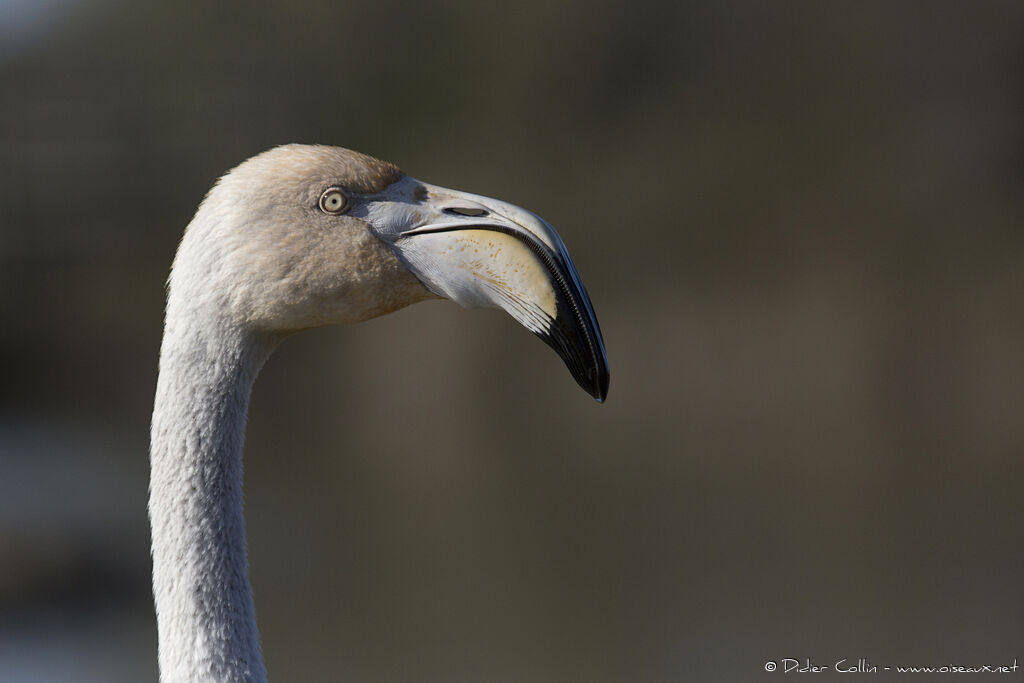 Flamant rose, portrait