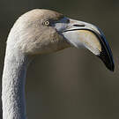 Flamant rose